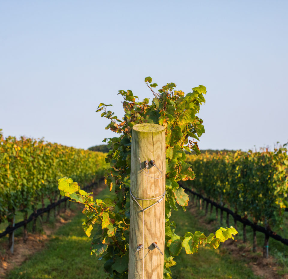 li wine country tour