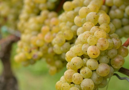 Bedell_Albarino-scaled