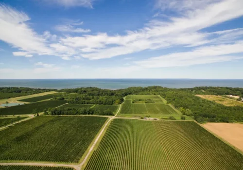 CHarrigan_DroneVineyardsDJI_0030