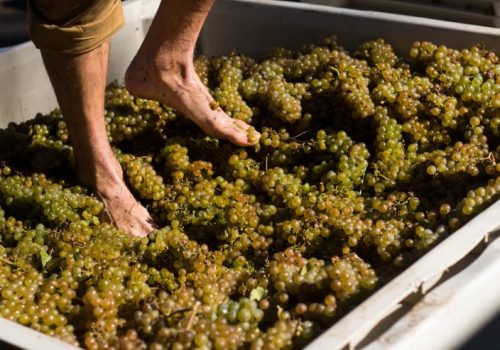 Harvest-2020-5-740x493