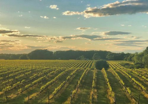 Paumanok-Vineyard-Photo-1200x586