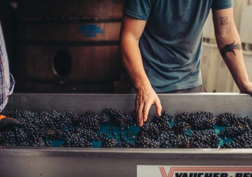 Sorting-grapes_Image-by-RGNY-Wine-920x609