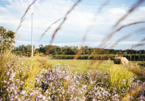 Windy+Vines+by+Chris+Fenimore