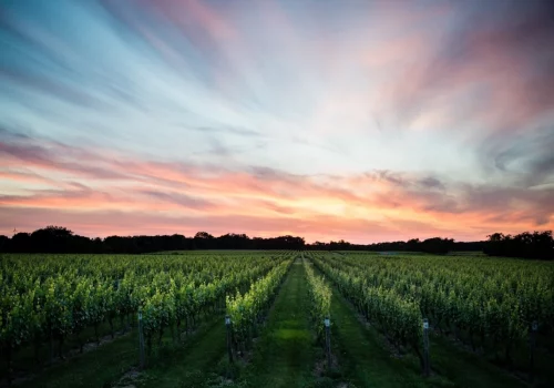 a-sunset-over-rows-of-grape-vines-at-bedell-cellars
