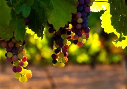 veraison-rec